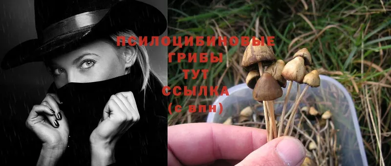 сколько стоит  Каспийск  Галлюциногенные грибы MAGIC MUSHROOMS 